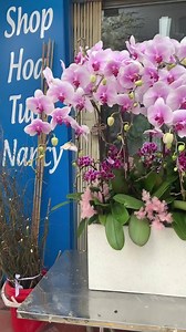 Một vườn Hoa Lan đẹp lung linh rạng rỡ cho cả nhà mình một năm tràn ngập sức sống !!! Shop Nancy: 0916002310/ 0972912996 Add: 360 Phố Huế, HBT, Hà Nội Viber or zalo: 0916002310 | Shop Nancy | Facebook