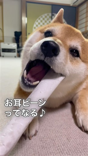 ラップの芯が好きすぎてお耳ピーンなる #柴犬 #ロケット耳#shibainu #犬のいる暮らし