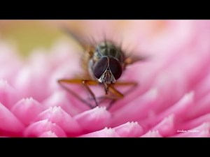 Using Raynox Close up lenses for macro photography with the Panasonic Lumix Fz200
