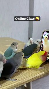 Online Class 😃😛 #lovebirdslover #budgerigarbird #funnyvideos #cockatiel #birds #parrot #Avicultura #parrotlover #macaw #mongparakeet | Forest Aviary