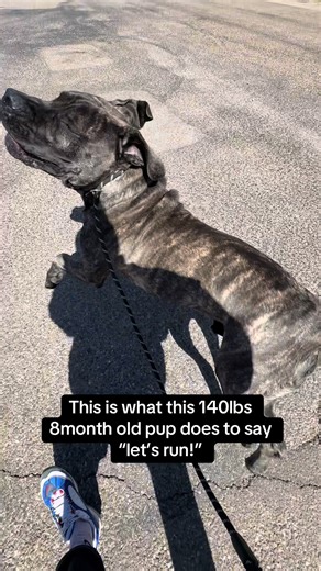 Exciting Outdoor Adventures with a Running Mastiff Puppy