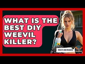 What Is The Best DIY Weevil Killer? - Insects and Invaders