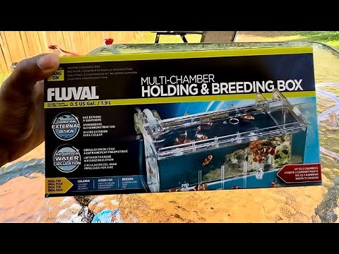 Fluval Breeder box setup