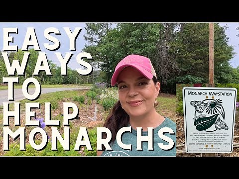 Easy Steps to Support Monarch Butterflies in Your Garden