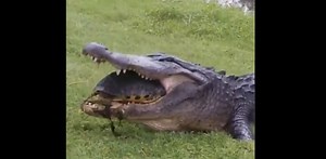 Turtle escapes alligators' wrath; video goes viral