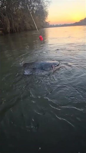 One Cast, One Monster Fish🎣