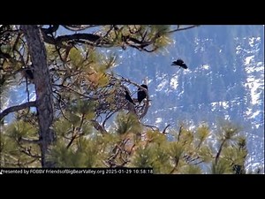 The Ravens challenge Jackie and Shadow FOBBV CAM Big Bear Bald Eagle Live Nest Cam 1/Wide View Cam 2