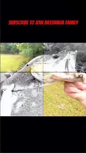 The Lews Baitcaster Catches Big Bass