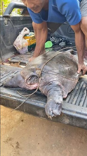 The biggest and heaviest softshell turtle #viral #fishing