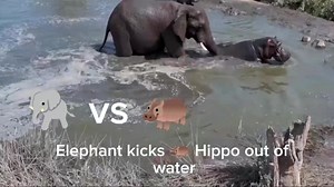 Elephant kicks Hippos out of water, struggle for territory and dominance #hippos #elephants #wildlifeconservation | Felix Bitrus
