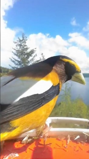 Baltimore Oriole is so colorful