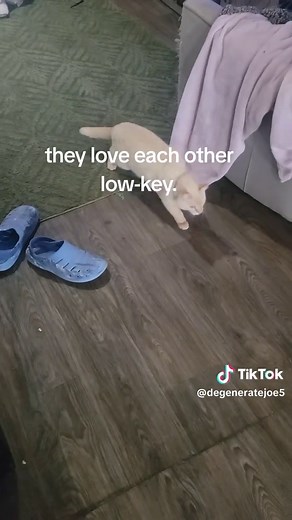 Giant Frog & Cat: A Low-Key Love Story