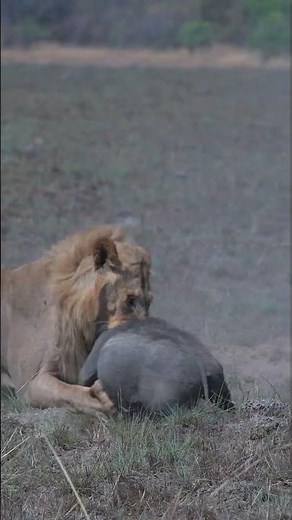 I WAITED 4 HOURS FOR THIS! Kasongo Male Lion Catches a Warthog! 🦁💥🐗 #lion #warthog #pumba #kasongo