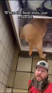 261K views · 6.4K reactions | Dog days of summer. #crazystory #crazy #amazing #hilarious #funny #funnyvideos | Apex Predator Outfitters | Facebook