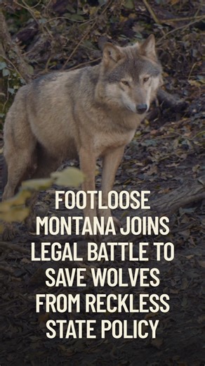 21K views · 1.5K reactions | Montana has approved the killing of 558...