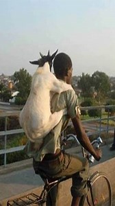 42K views · 250 reactions | ASTEST WORKERS 2019 | Amazing Level Master #4 Credit : Funniest Video TV | Funniest Video TV | Facebook