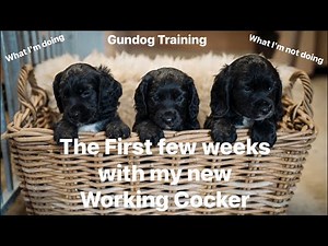 How to raise a working cocker puppy: (Ep-1)