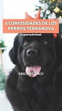 5 CURIOSIDADES de los PERROS TERRANOVA ⛰️
