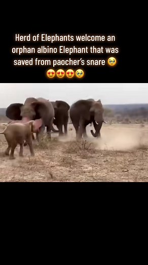 Exploring the Majesty of Elephants in Nature