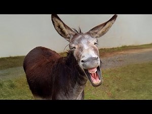 I didn’t know donkeys could be this funny - FUNNIEST ANIMALS video 2025