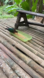 Mabully talaga itong tukmo, pinakain ko muna sila bago sa work #birdwatching #birdlife #wilddove @highlight | Wild Keepers