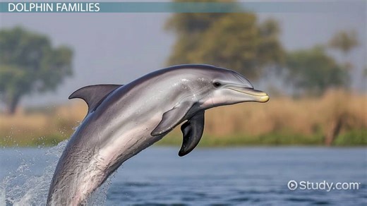 Dolphin Species | Overview, Types & Families - Video | Study.com