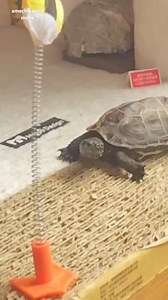 Skateboarding turtle fails to transfer | Yfyio
