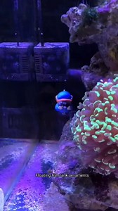 Fish Tank Decorations with 2-Pack Cute Little Floating Divers and Float Balls - Perfect Aquarium Decor for Fish Playmates, Suitable for All Fish Tanks, Blue+Red