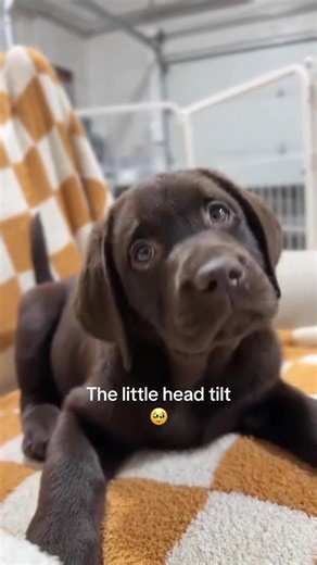 Labrador Retriever Puppies Raised with Love