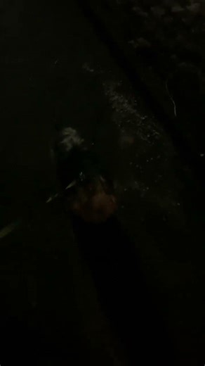 Taking my dog out side for a walk part 7 but early in the morning