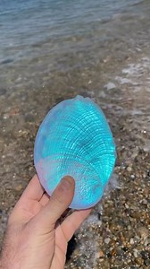 22K views · 959 reactions | This glass Aural Abalone shell looks perfect at the beach. The sun and the dichroic glass work so well together. It’s like it’s illuminated inside and changes colors with movement.️ : @jeremysinkus . . . #beach #glassshell #seashell #glassart #glassartist #oceanlover #coastal #abalone #glass #seaglass #jeremysinkus | Ocean Lovers United | Facebook
