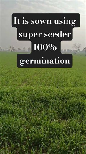 Wheat crop | wgeat irrigation #wheat #wheatcultivation #wheatcrop_weather #weather #crop #farming