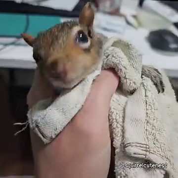 Sound on! Robert had a lot to say after he had a soak in water to unclog his rectum. For those who didn't know, Robert suffered from horrible diarrhea upon intake because his finder tried feeding him the wrong kind of milk for days, which not only caused malnutrition but also gave him the diarrhea. This finder also inadvertently gave 2 of his siblings aspiration pneumonia which led to their deaths because their systems were already so weak from the malnutrition. Thankfully we were able to save S