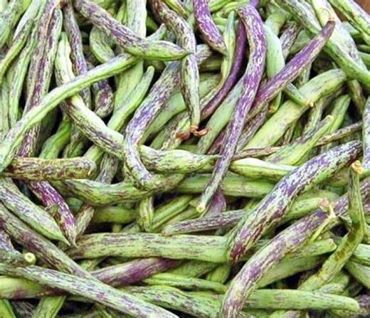 Rattlesnake, Pole Bean Seeds: Heirloom Vegetable (open Pollinated, Non-gmo)
