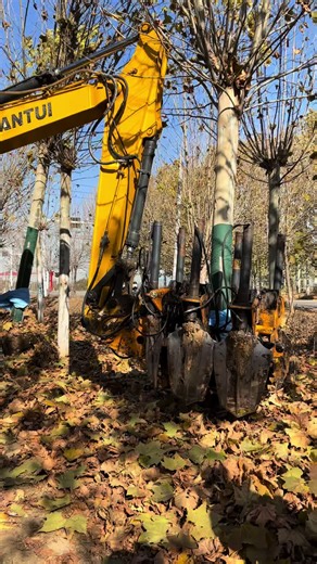 Tree Transplanting Services from Top Manufacturers