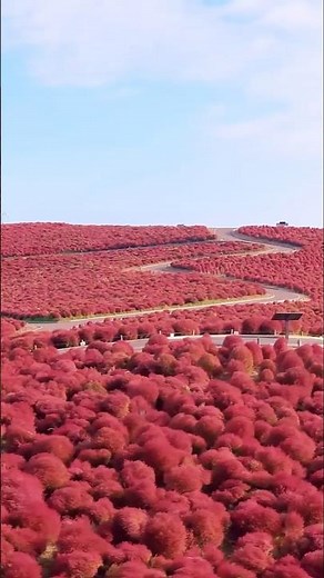 国営ひたち海浜公園 ～コキア（紅葉）～