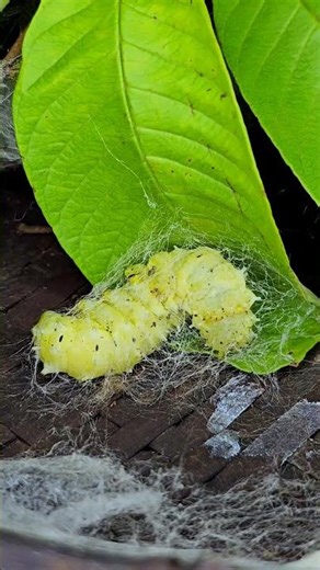 The Magic of Silk: Watch a Silkworm Build Its Cocoon