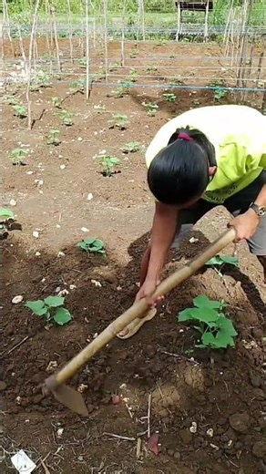 Adding more dirt on it to cover roots of it.