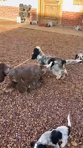Chacun met "la patte à la patte" 😂😂 Anémone Des P'tits Mahons ont décidé avec Versace Orange Diamond de promener Vickye Brown dans la cour 😂😂😂 On ne s'ennuie pas... je vous l'dis 😂😂🥰🥰 | Cocker Spaniel Anglais : Elevage de la Mahonnière en Picardie