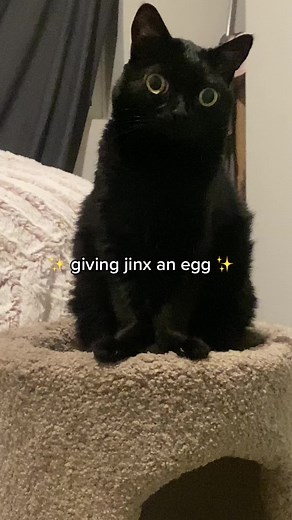 Jinx the Cat's Egg Dilemma Explained