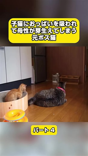 母性が芽生える元ボス猫の子猫との触れ合い