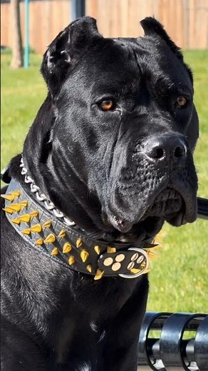 This Is How a Cane Corso Grows!