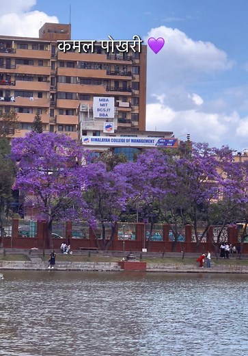 Kamal Pokhari's Jacaranda Bloom