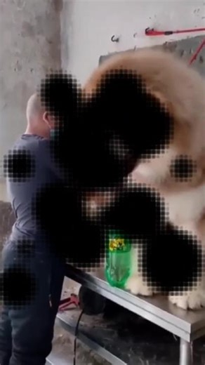 One of the largest dog in the world #CapCut #alaskanmalamute #fyps #fyppppppppppppppppppppppppppppppppppp #fypシ #fy #fypage #fypp