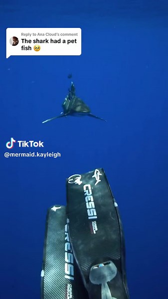 Unique Ocean Relationship: Sharks & Pilot Fish Connection
