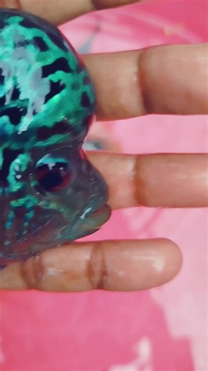 #plants #aquaplant #aquariumtour #platyfishfarm #fishaquarium #waterline#flowerhorn