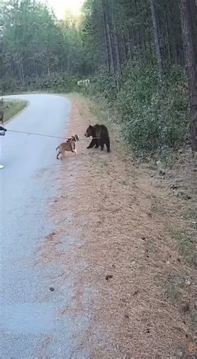 Pit bull vs Bear
