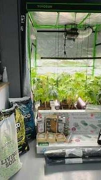 Living Soil vs. Coco AutoPot Setup