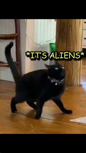 The Aliens Have Come...#funnycats
