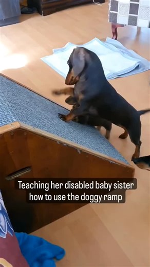 Dachshund in space on Instagram: "What I learned from my dachshund, Ruby❤️: Vulnerability is not weakness. It's the most accurate measurement of courage. We don’t have to do it alone! • 📸 @tamzbester • #dachshund"